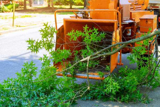 Professional Tree Service in Grand Forks Af, ND